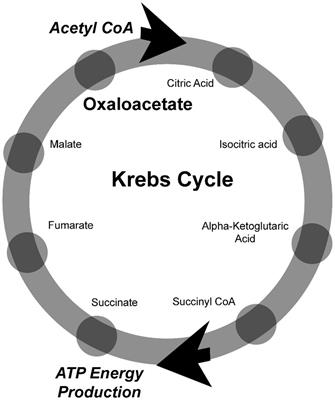 RESTORE ME: a RCT of oxaloacetate for improving fatigue in patients with myalgic encephalomyelitis/chronic fatigue syndrome